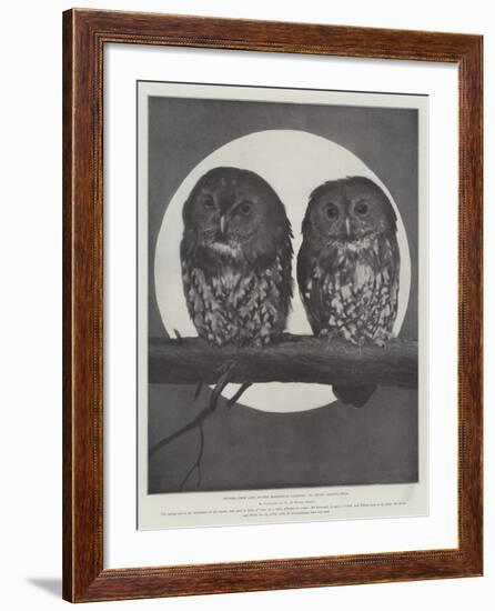 Studies from Life at the Zoological Gardens, Tawny Owls-null-Framed Giclee Print