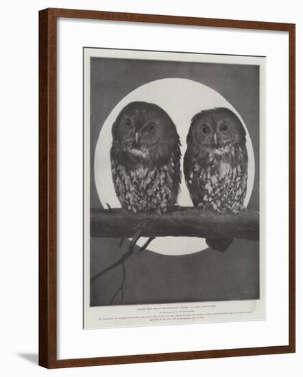 Studies from Life at the Zoological Gardens, Tawny Owls-null-Framed Giclee Print