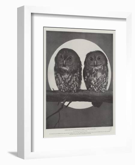 Studies from Life at the Zoological Gardens, Tawny Owls-null-Framed Giclee Print