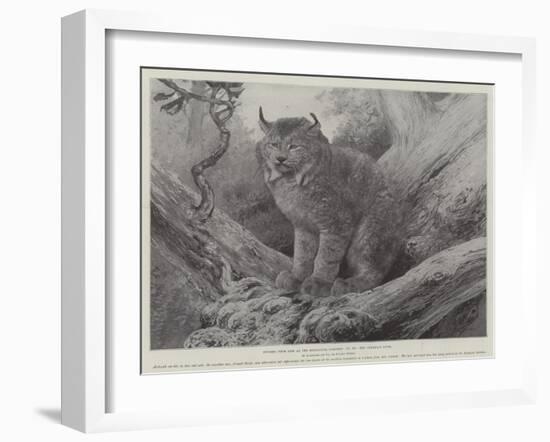 Studies from Life at the Zoological Gardens, the Canadian Lynx-null-Framed Giclee Print