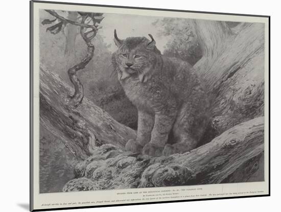 Studies from Life at the Zoological Gardens, the Canadian Lynx-null-Mounted Giclee Print
