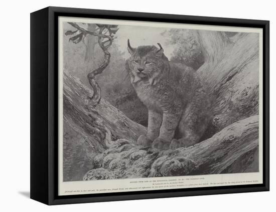 Studies from Life at the Zoological Gardens, the Canadian Lynx-null-Framed Premier Image Canvas