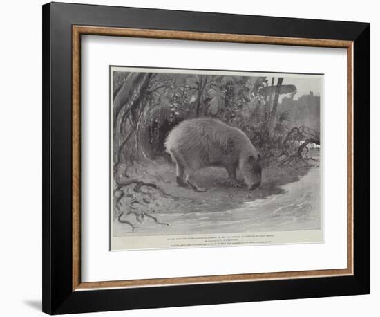 Studies from Life at the Zoological Gardens, the Capibara, or Carpincho, of South America-null-Framed Giclee Print