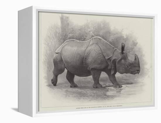 Studies from Life at the Zoological Gardens, the Great Indian Rhinoceros-null-Framed Premier Image Canvas