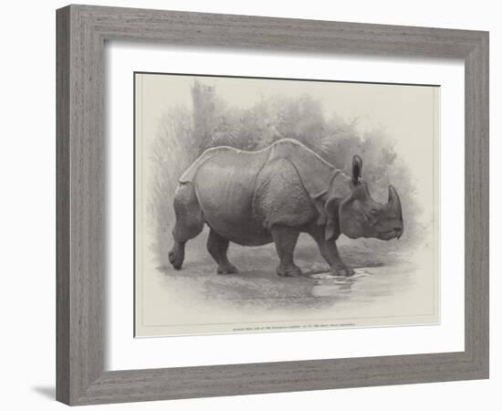 Studies from Life at the Zoological Gardens, the Great Indian Rhinoceros-null-Framed Giclee Print