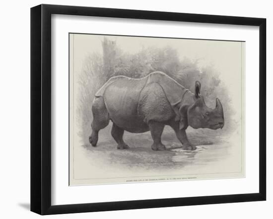 Studies from Life at the Zoological Gardens, the Great Indian Rhinoceros-null-Framed Giclee Print