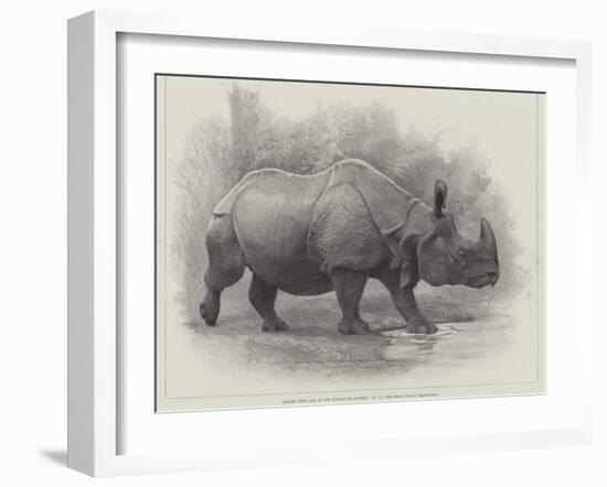 Studies from Life at the Zoological Gardens, the Great Indian Rhinoceros-null-Framed Giclee Print
