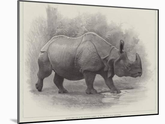 Studies from Life at the Zoological Gardens, the Great Indian Rhinoceros-null-Mounted Giclee Print