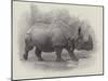 Studies from Life at the Zoological Gardens, the Great Indian Rhinoceros-null-Mounted Giclee Print