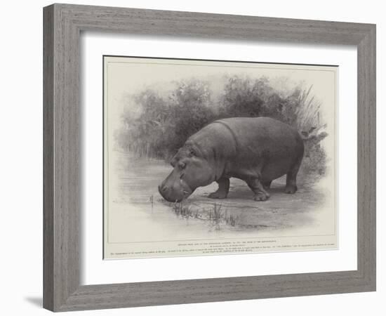 Studies from Life at the Zoological Gardens, the Home of the Hippopotamus-null-Framed Giclee Print