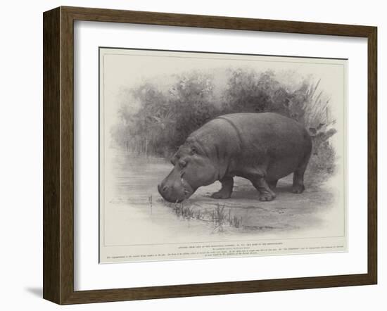 Studies from Life at the Zoological Gardens, the Home of the Hippopotamus-null-Framed Giclee Print