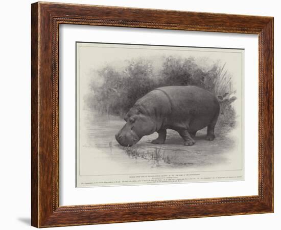 Studies from Life at the Zoological Gardens, the Home of the Hippopotamus-null-Framed Giclee Print