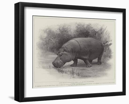 Studies from Life at the Zoological Gardens, the Home of the Hippopotamus-null-Framed Giclee Print