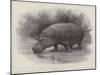 Studies from Life at the Zoological Gardens, the Home of the Hippopotamus-null-Mounted Giclee Print