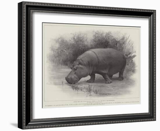 Studies from Life at the Zoological Gardens, the Home of the Hippopotamus-null-Framed Giclee Print