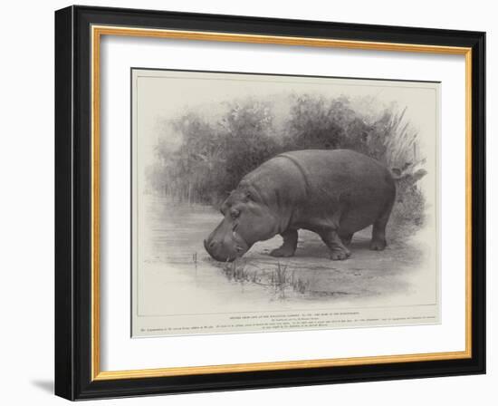 Studies from Life at the Zoological Gardens, the Home of the Hippopotamus-null-Framed Giclee Print