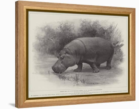 Studies from Life at the Zoological Gardens, the Home of the Hippopotamus-null-Framed Premier Image Canvas