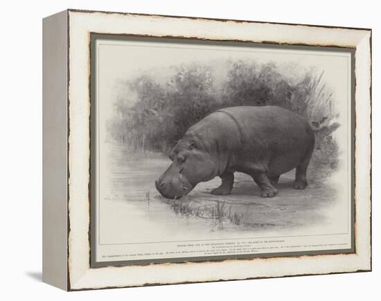 Studies from Life at the Zoological Gardens, the Home of the Hippopotamus-null-Framed Premier Image Canvas