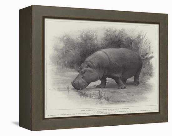 Studies from Life at the Zoological Gardens, the Home of the Hippopotamus-null-Framed Premier Image Canvas