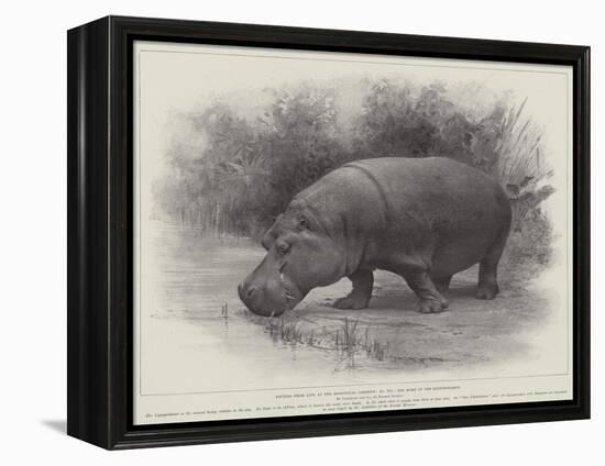 Studies from Life at the Zoological Gardens, the Home of the Hippopotamus-null-Framed Premier Image Canvas
