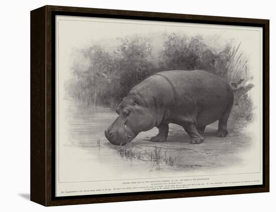 Studies from Life at the Zoological Gardens, the Home of the Hippopotamus-null-Framed Premier Image Canvas