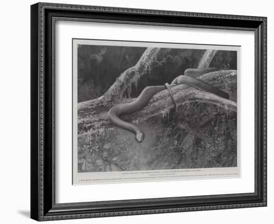 Studies from Life at the Zoological Gardens, the Home of the Plumbeous Tree-Snake-null-Framed Giclee Print