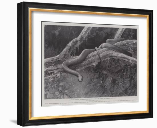 Studies from Life at the Zoological Gardens, the Home of the Plumbeous Tree-Snake-null-Framed Giclee Print