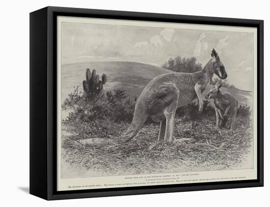 Studies from Life at the Zoological Gardens, the Red Kangaroo-null-Framed Premier Image Canvas