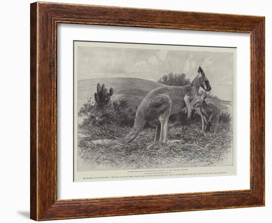 Studies from Life at the Zoological Gardens, the Red Kangaroo-null-Framed Giclee Print