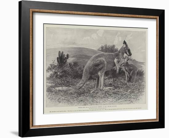 Studies from Life at the Zoological Gardens, the Red Kangaroo-null-Framed Giclee Print