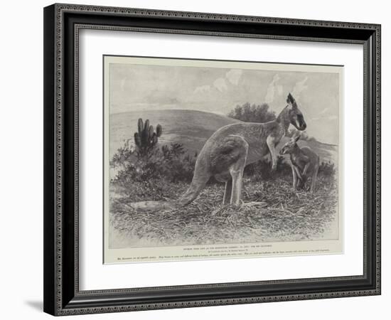 Studies from Life at the Zoological Gardens, the Red Kangaroo-null-Framed Giclee Print