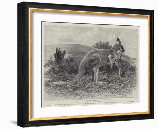 Studies from Life at the Zoological Gardens, the Red Kangaroo-null-Framed Giclee Print