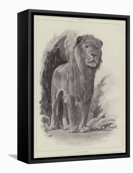 Studies from Life at the Zoological Gardens-null-Framed Premier Image Canvas