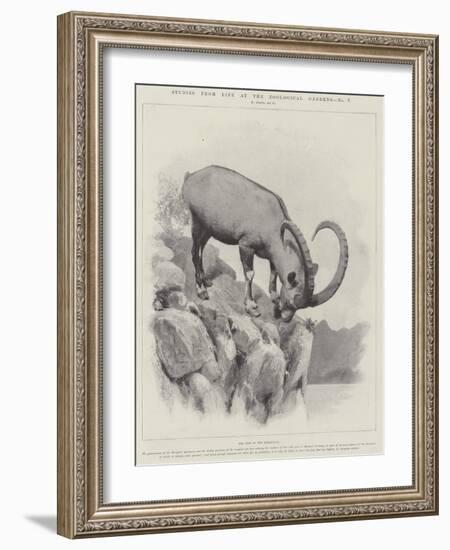 Studies from Life at the Zoological Gardens-null-Framed Giclee Print