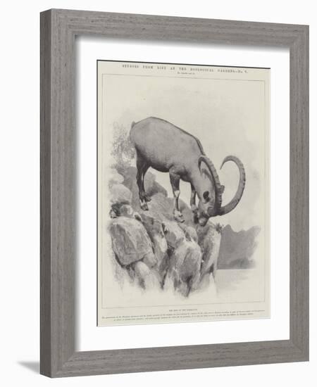 Studies from Life at the Zoological Gardens-null-Framed Giclee Print