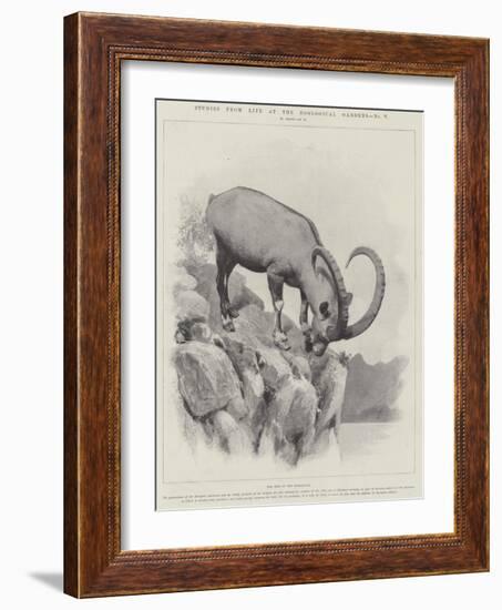 Studies from Life at the Zoological Gardens-null-Framed Giclee Print