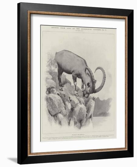 Studies from Life at the Zoological Gardens-null-Framed Giclee Print