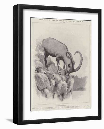 Studies from Life at the Zoological Gardens-null-Framed Giclee Print