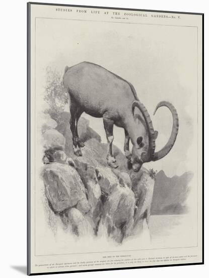 Studies from Life at the Zoological Gardens-null-Mounted Giclee Print