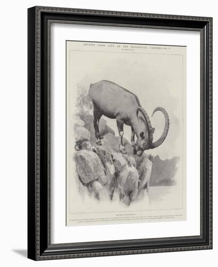 Studies from Life at the Zoological Gardens-null-Framed Giclee Print