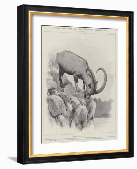 Studies from Life at the Zoological Gardens-null-Framed Giclee Print