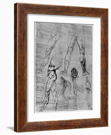 Studies in Comparative Anatomy, 1506-1507-Leonardo da Vinci-Framed Giclee Print