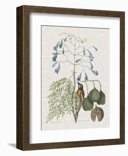 Studies in Nature II-Mark Catesby-Framed Art Print