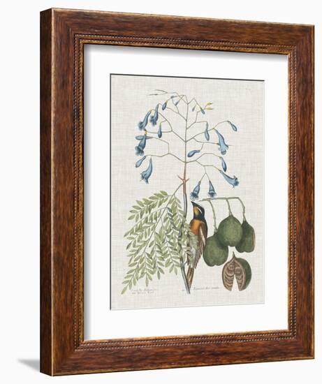 Studies in Nature II-Mark Catesby-Framed Art Print