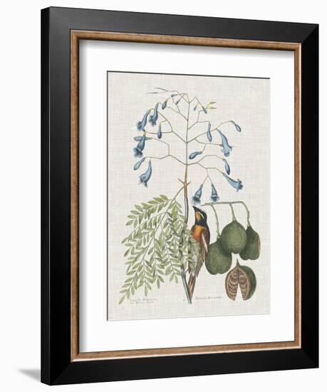 Studies in Nature II-Mark Catesby-Framed Art Print