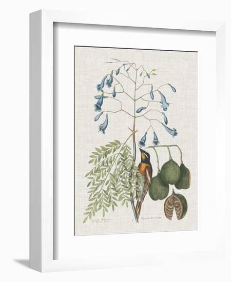 Studies in Nature II-Mark Catesby-Framed Art Print