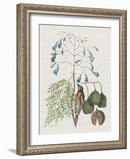 Studies in Nature II-Mark Catesby-Framed Art Print