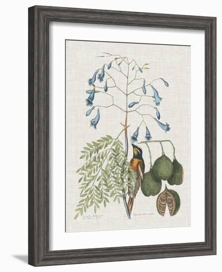 Studies in Nature II-Mark Catesby-Framed Art Print