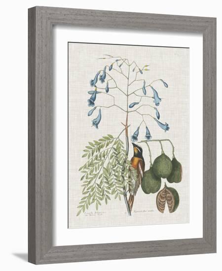 Studies in Nature II-Mark Catesby-Framed Art Print