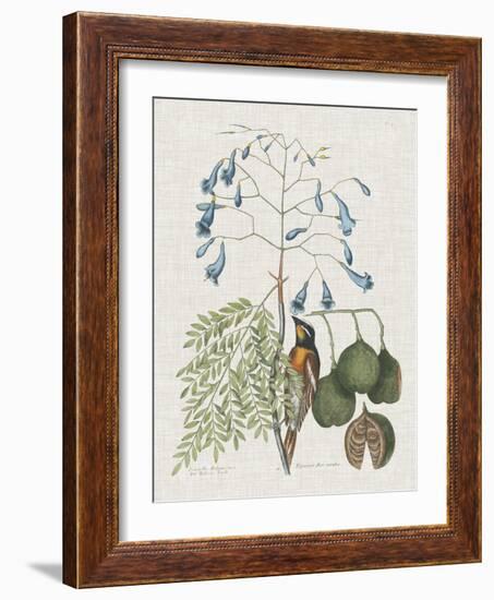 Studies in Nature II-Mark Catesby-Framed Art Print